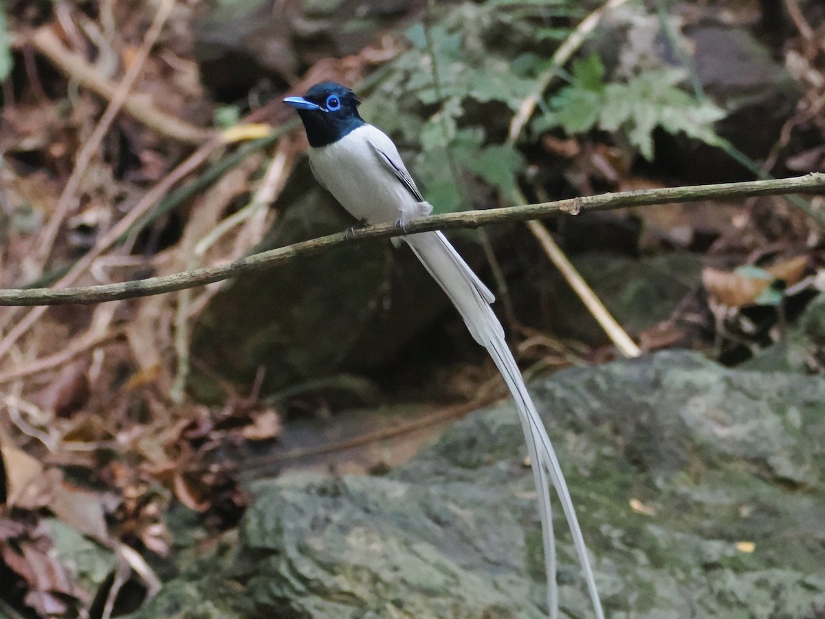 Blyth's Paradise-Flycatcher - ML644471334