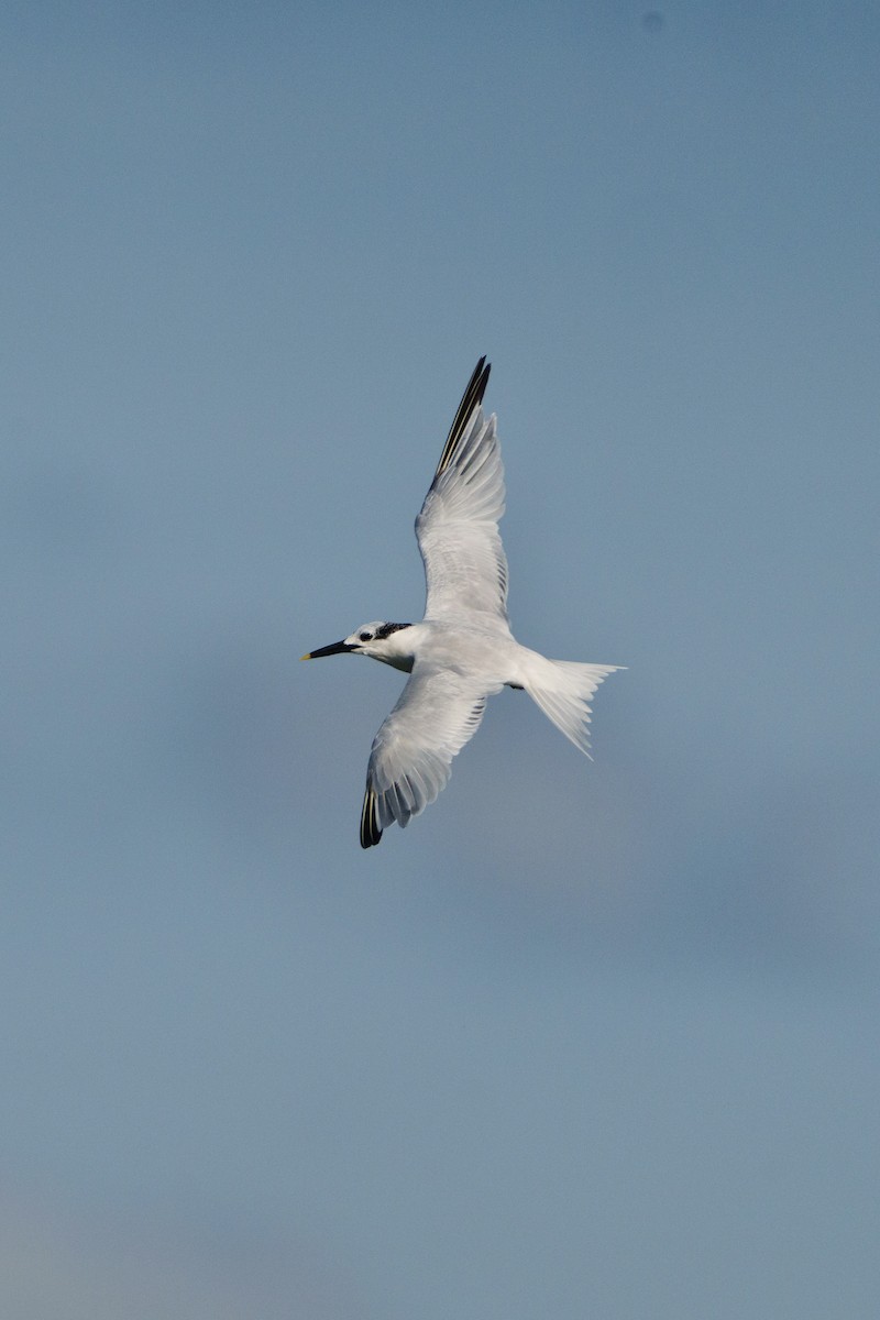 Sandwich Tern - ML644471338