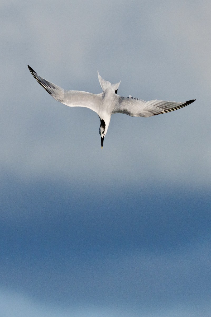 Sandwich Tern - ML644471339