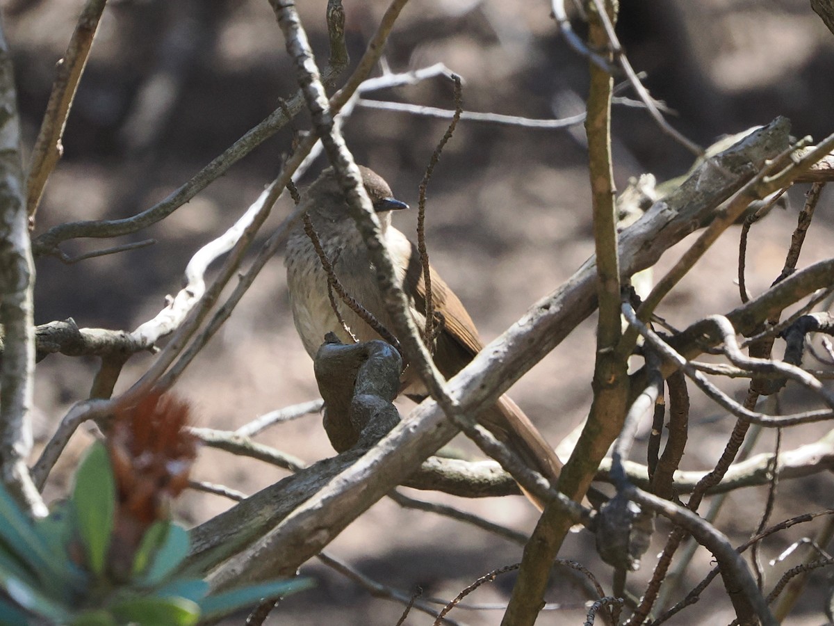 Barratt's Warbler - ML644471350
