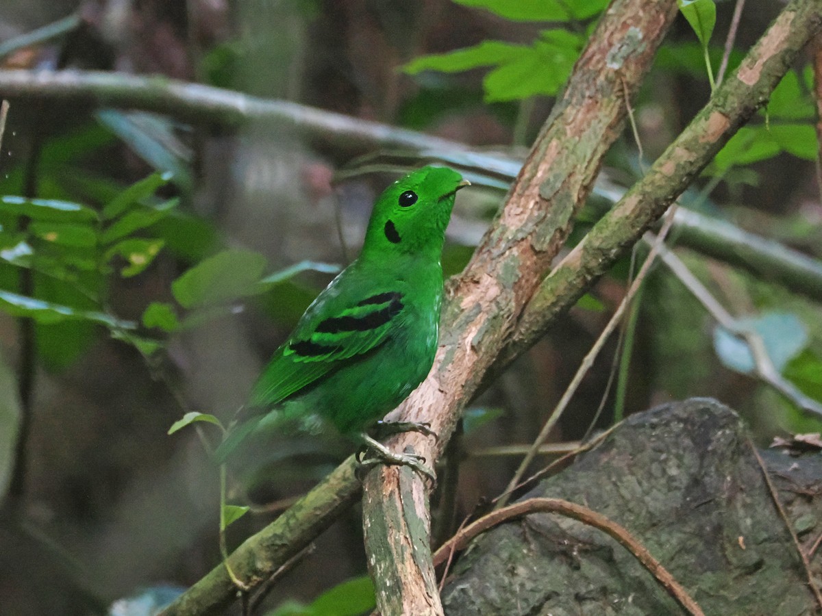 Green Broadbill - ML644471354
