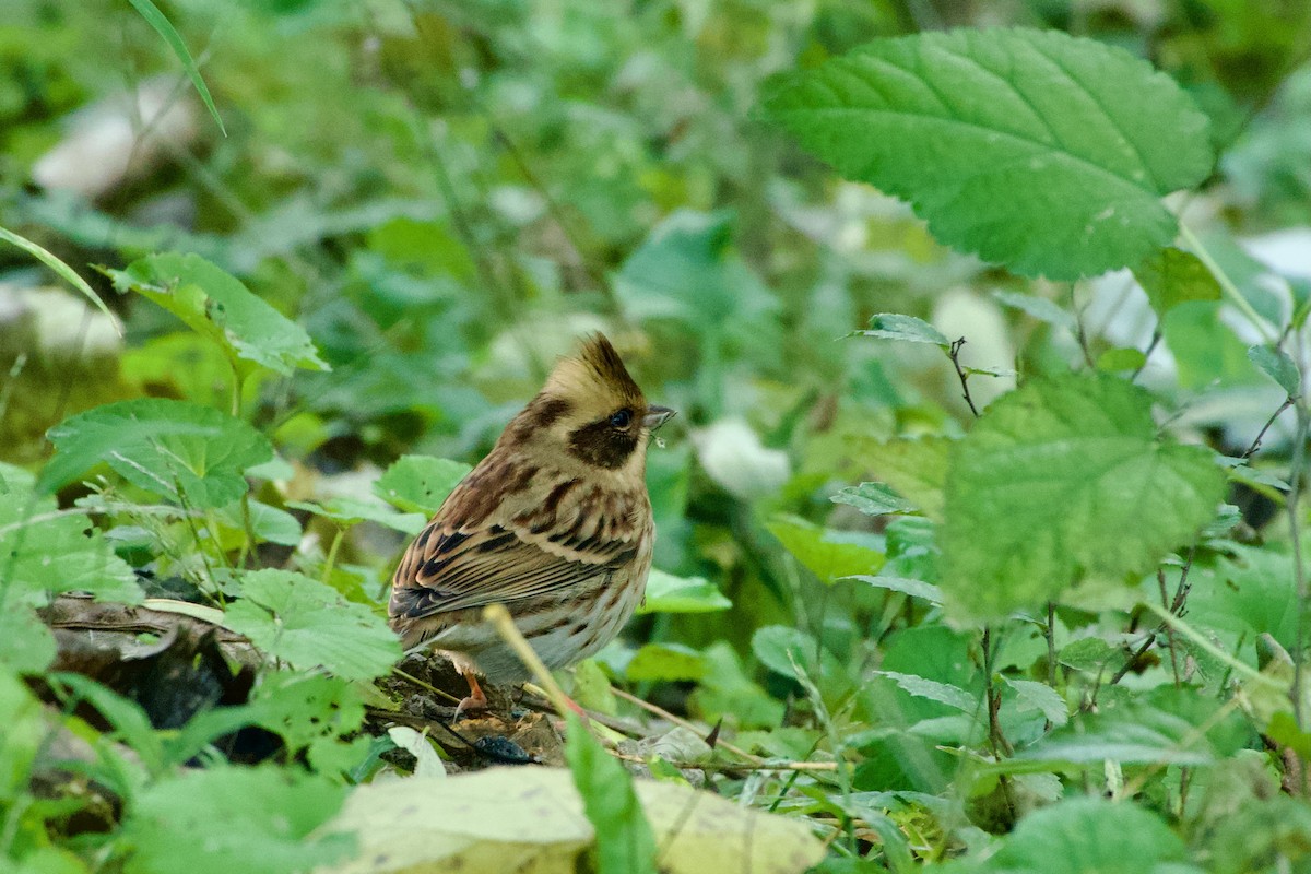 Yellow-throated Bunting - ML644471356