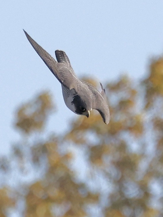 Faucon pèlerin - ML644471357