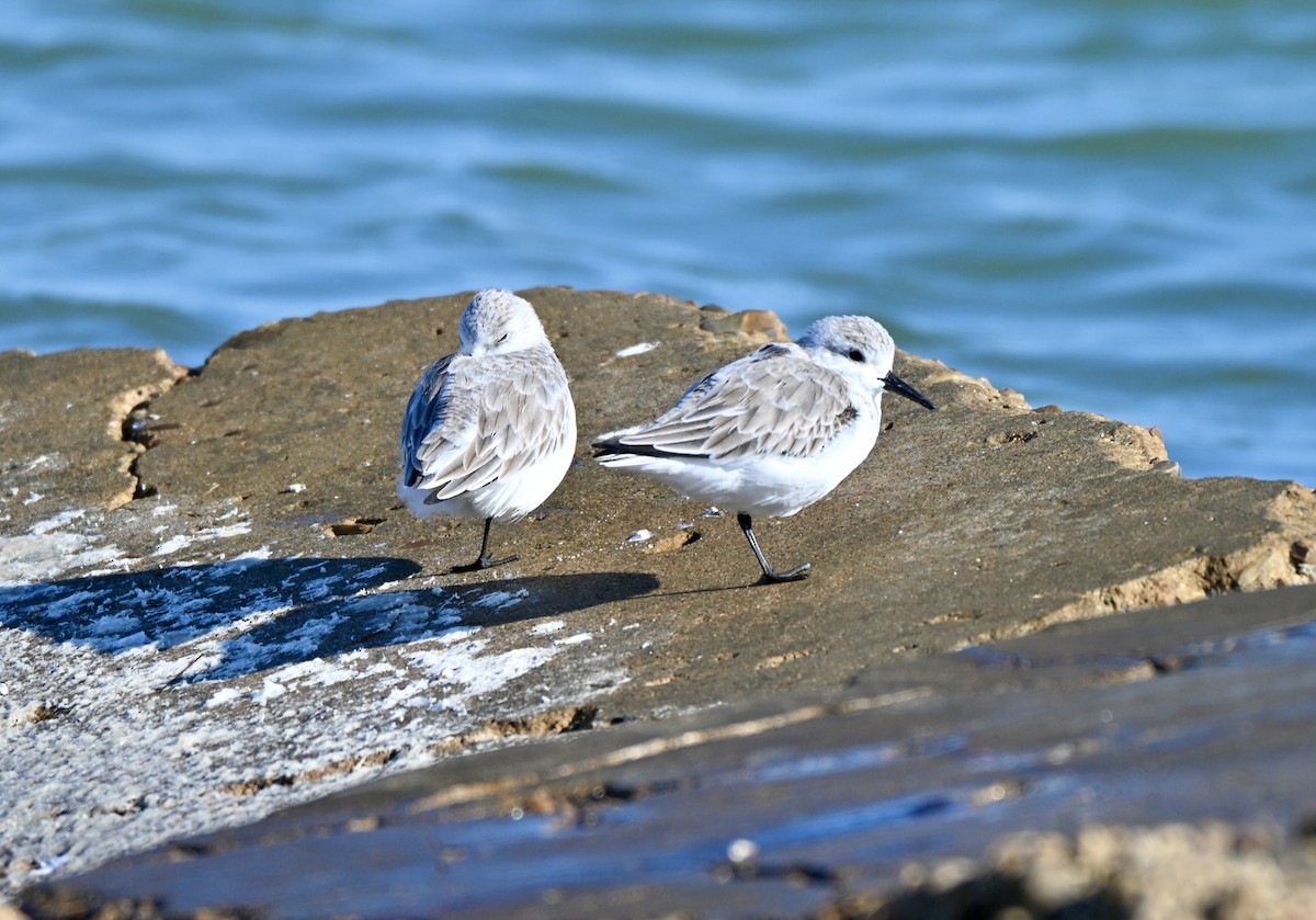 Гурвалж элсэг - ML644471358