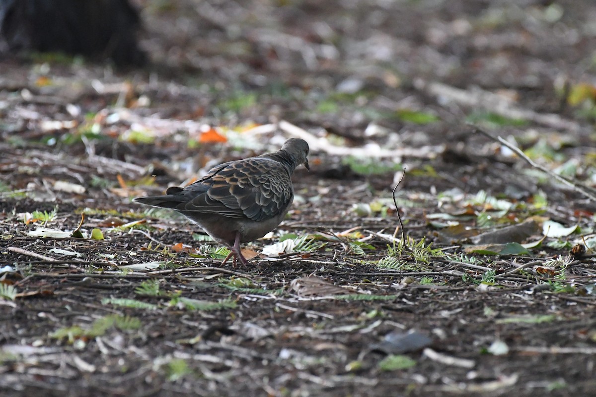 Oriental Turtle-Dove - ML644471367