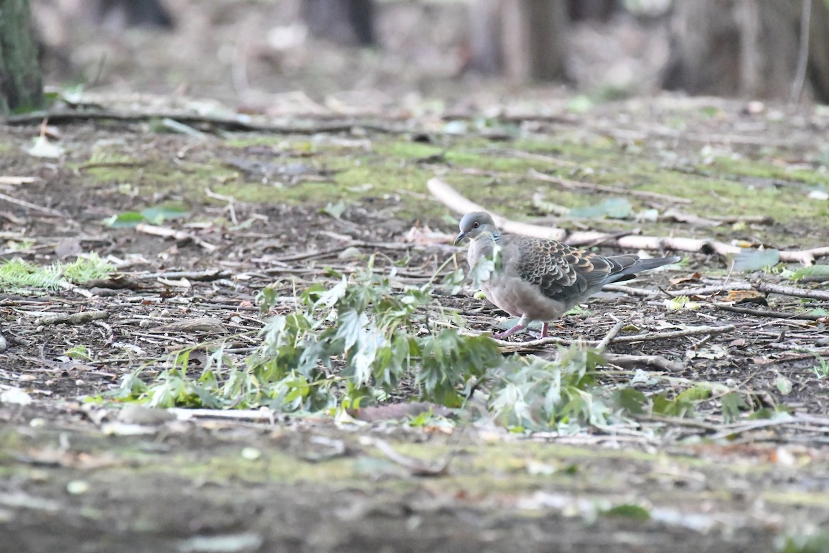 Oriental Turtle-Dove - ML644471368