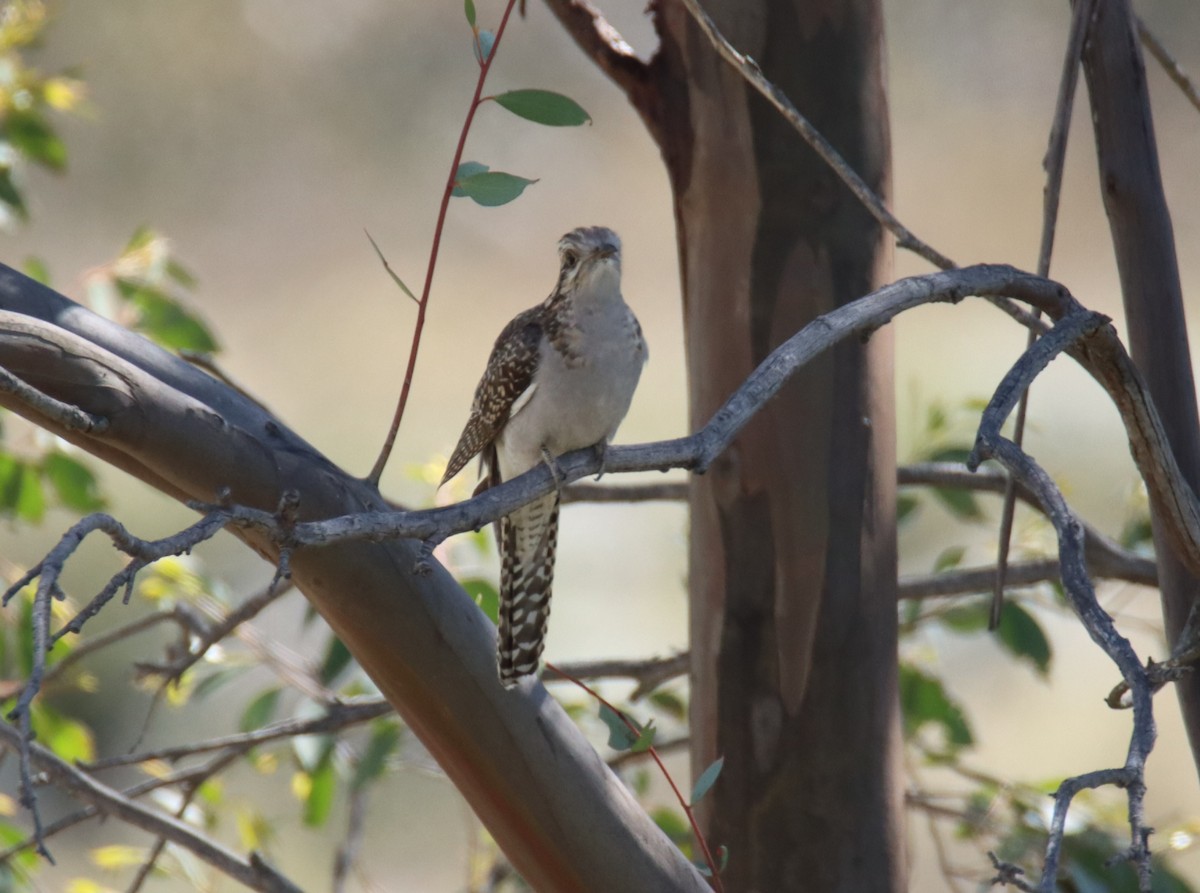 Pallid Cuckoo - ML644471376