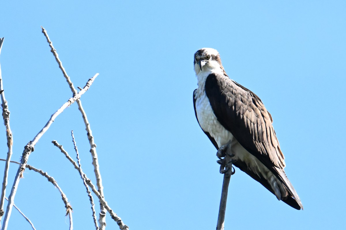 Osprey - ML644471379