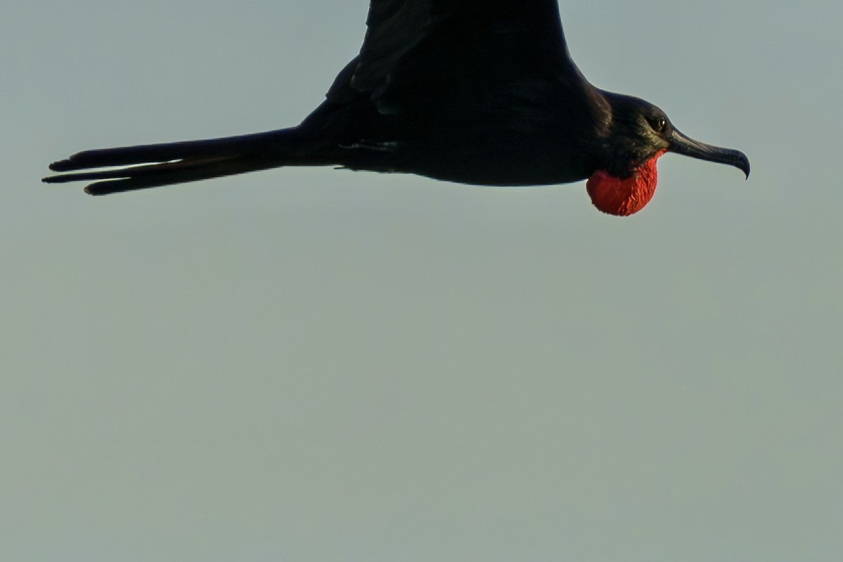 アメリカグンカンドリ - ML644471397