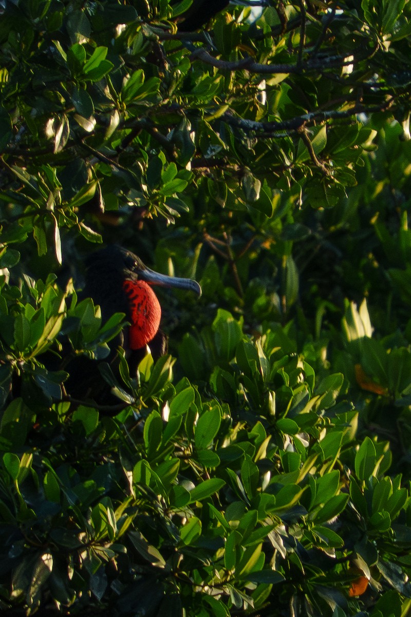 アメリカグンカンドリ - ML644471398