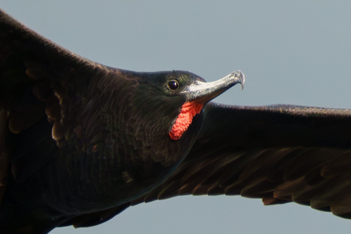 アメリカグンカンドリ - ML644471399