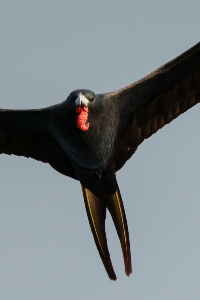 アメリカグンカンドリ - ML644471400