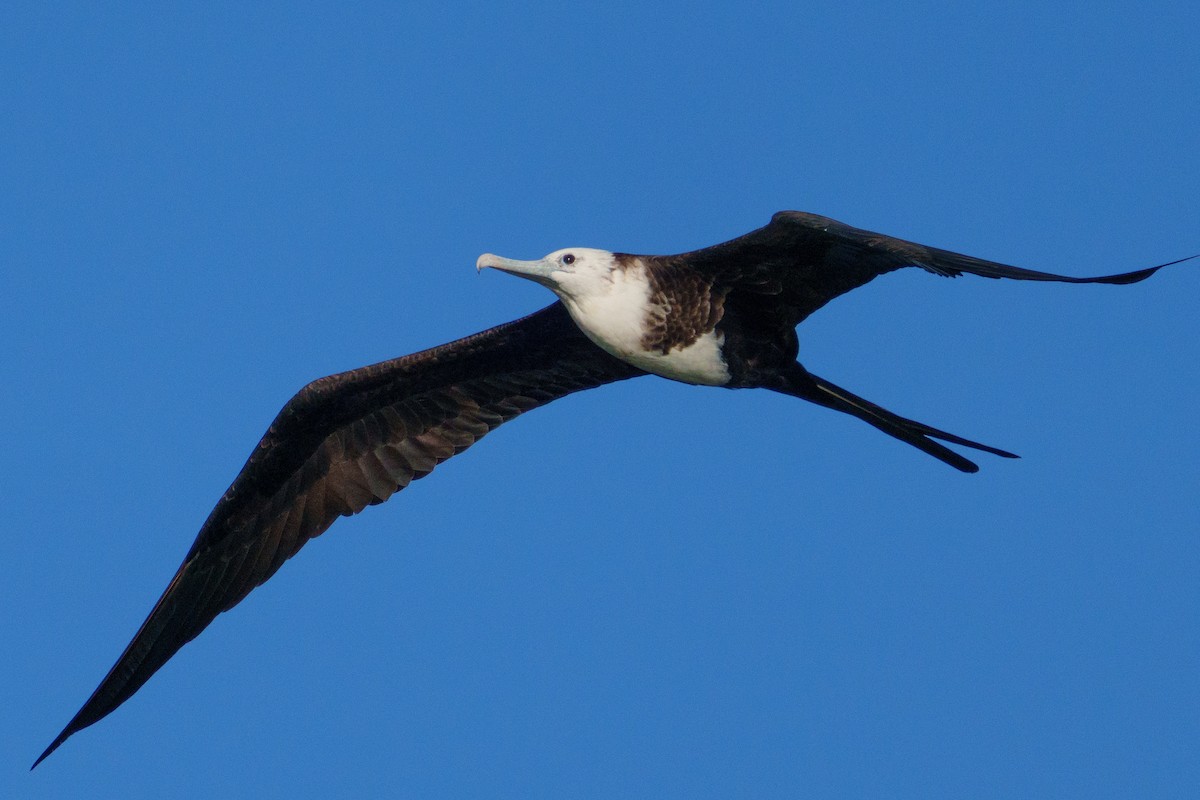 アメリカグンカンドリ - ML644471402