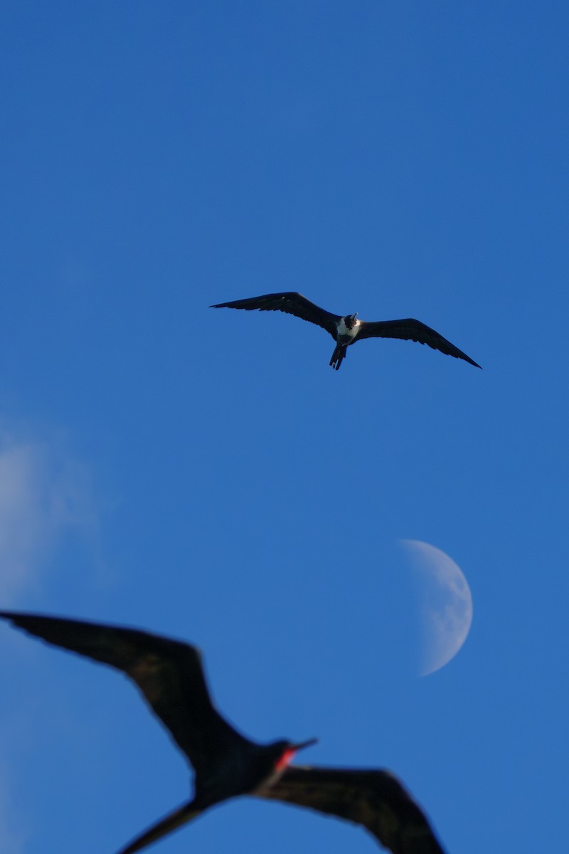 アメリカグンカンドリ - ML644471403