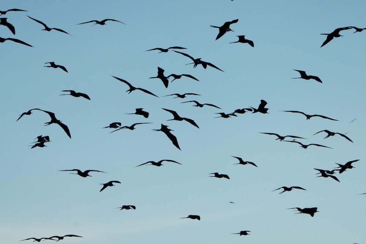 アメリカグンカンドリ - ML644471404