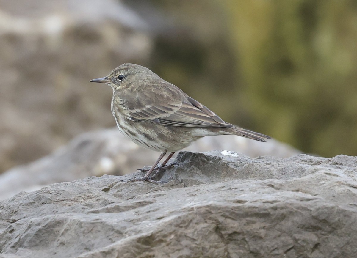 Bisbita Costero - ML644471406