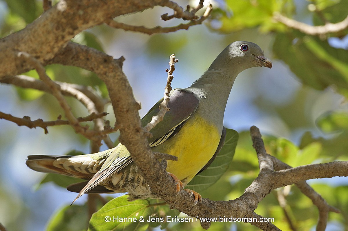 Bruce's Green-Pigeon - ML64447141