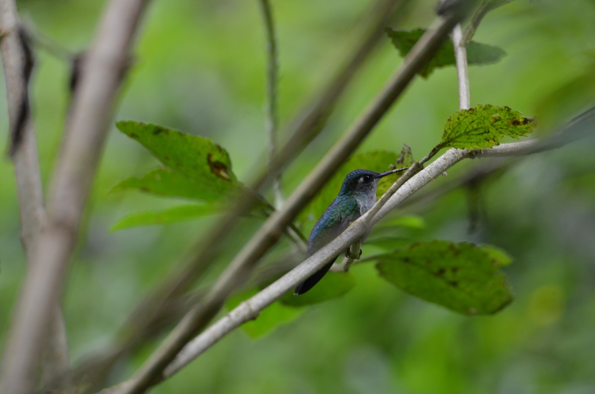 スミレガシラハチドリ - ML644471417