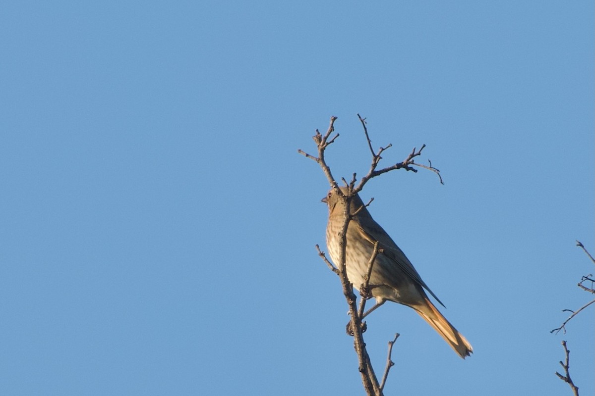 Grive à gorge rousse - ML644471418