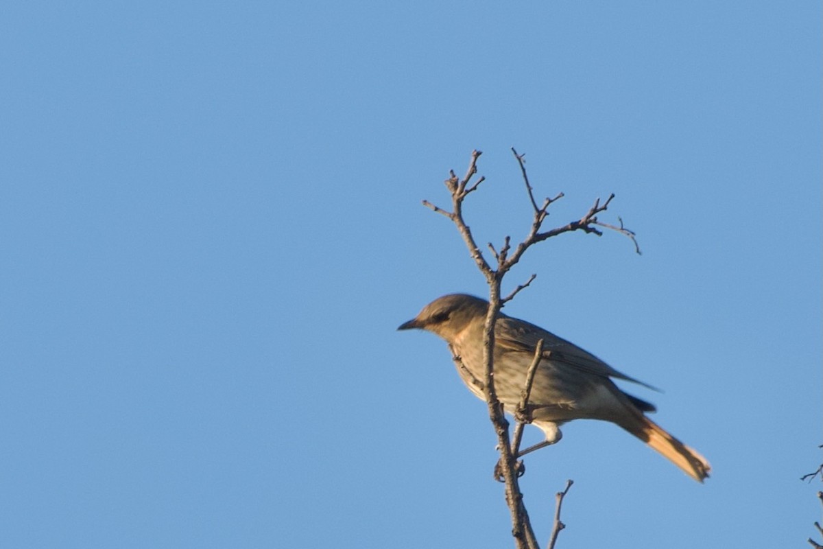 Grive à gorge rousse - ML644471419