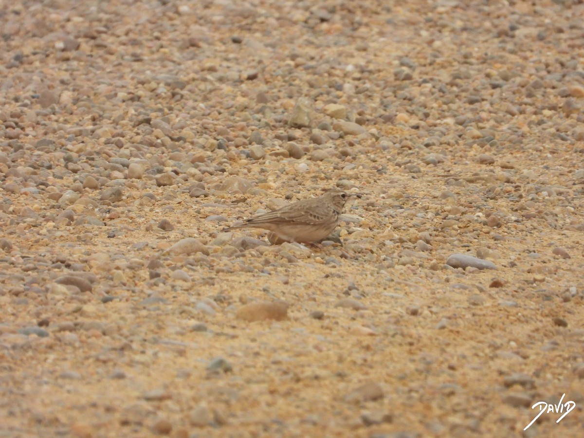 עפרוני מצויץ - ML644471420