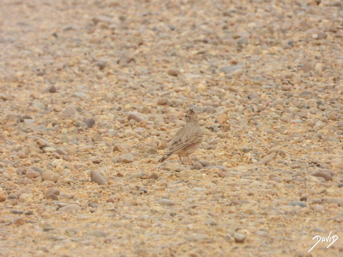 עפרוני מצויץ - ML644471421