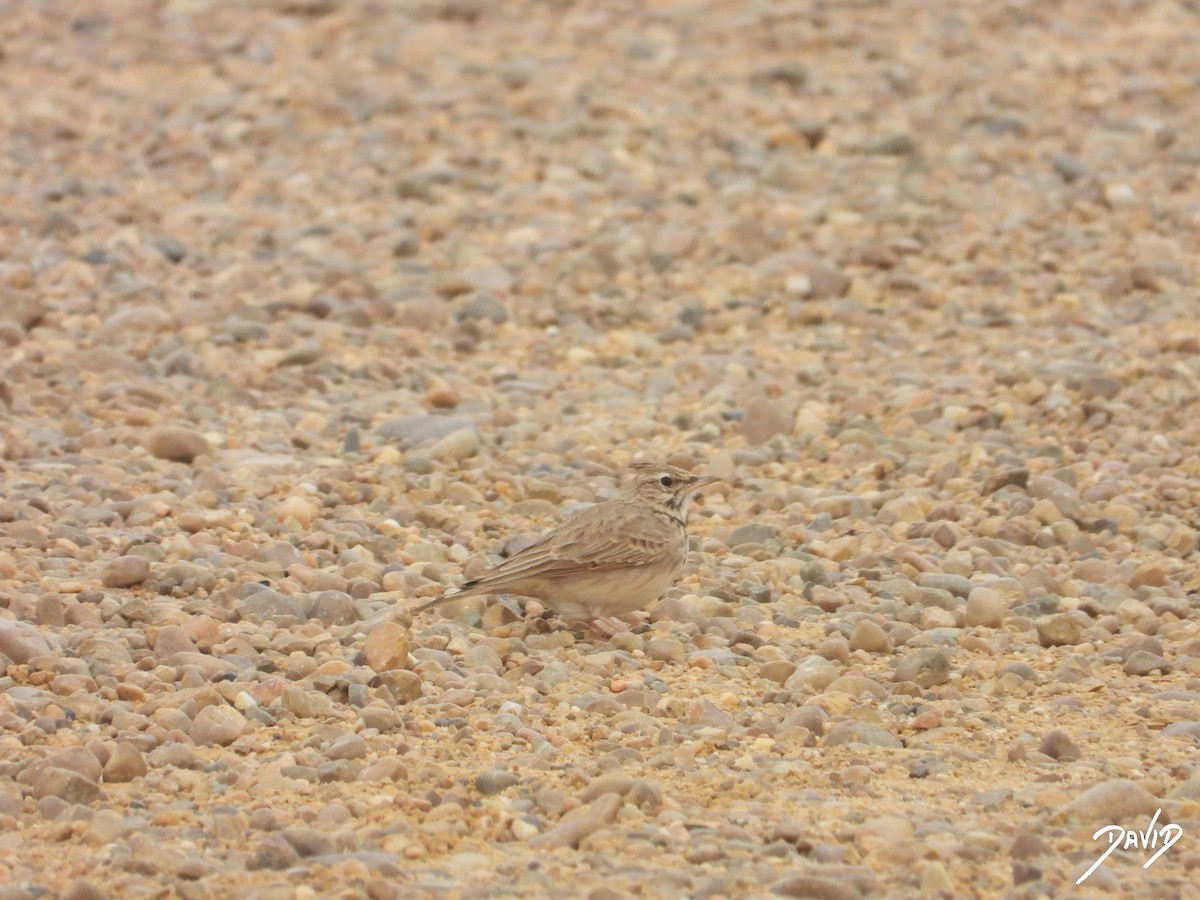 עפרוני מצויץ - ML644471422