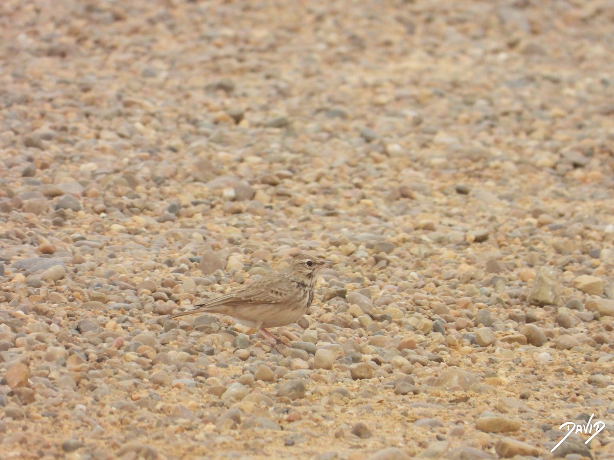 עפרוני מצויץ - ML644471423