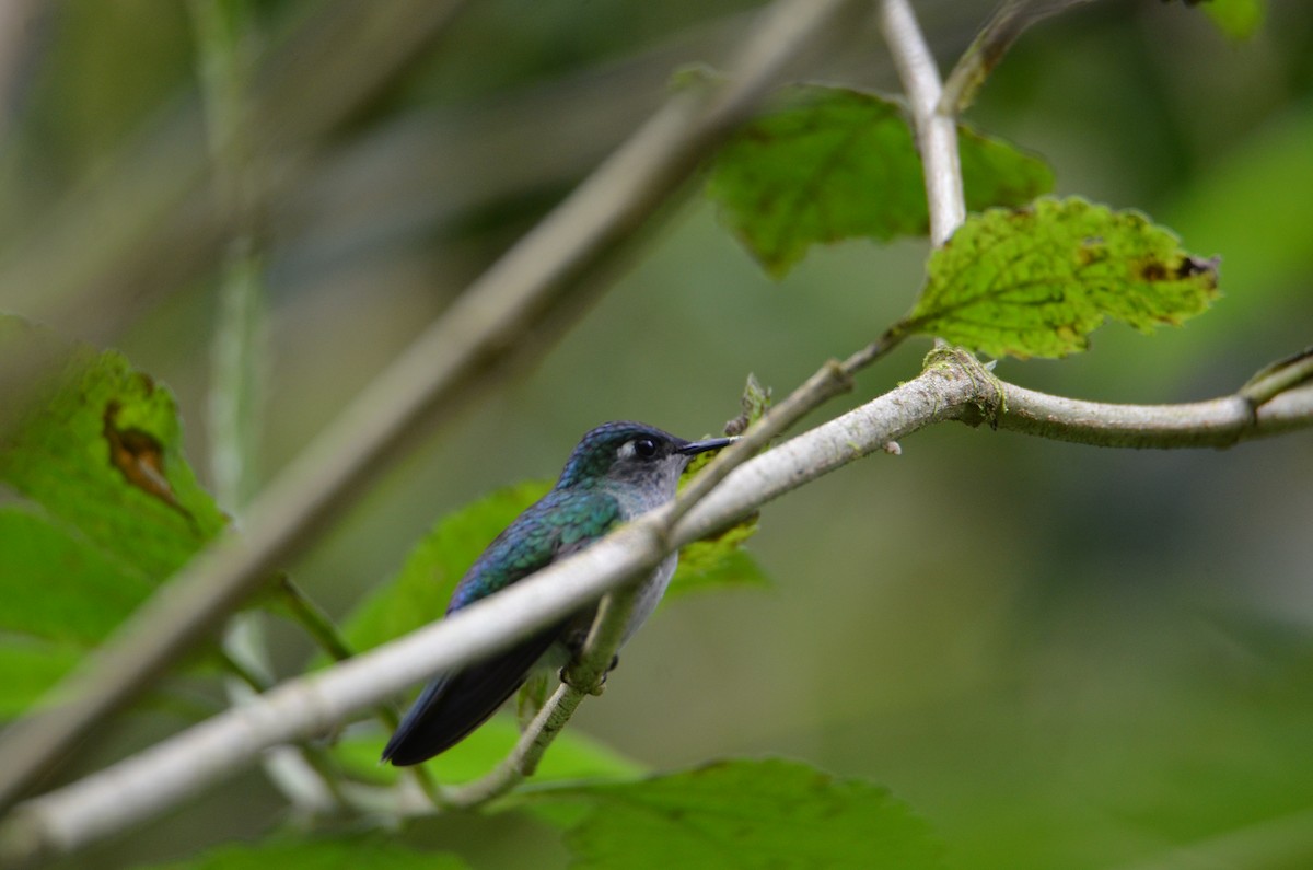 スミレガシラハチドリ - ML644471428