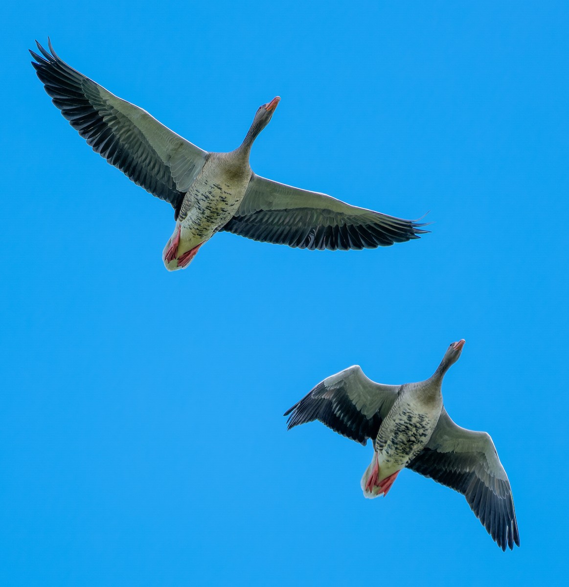 Graylag Goose - ML644471436