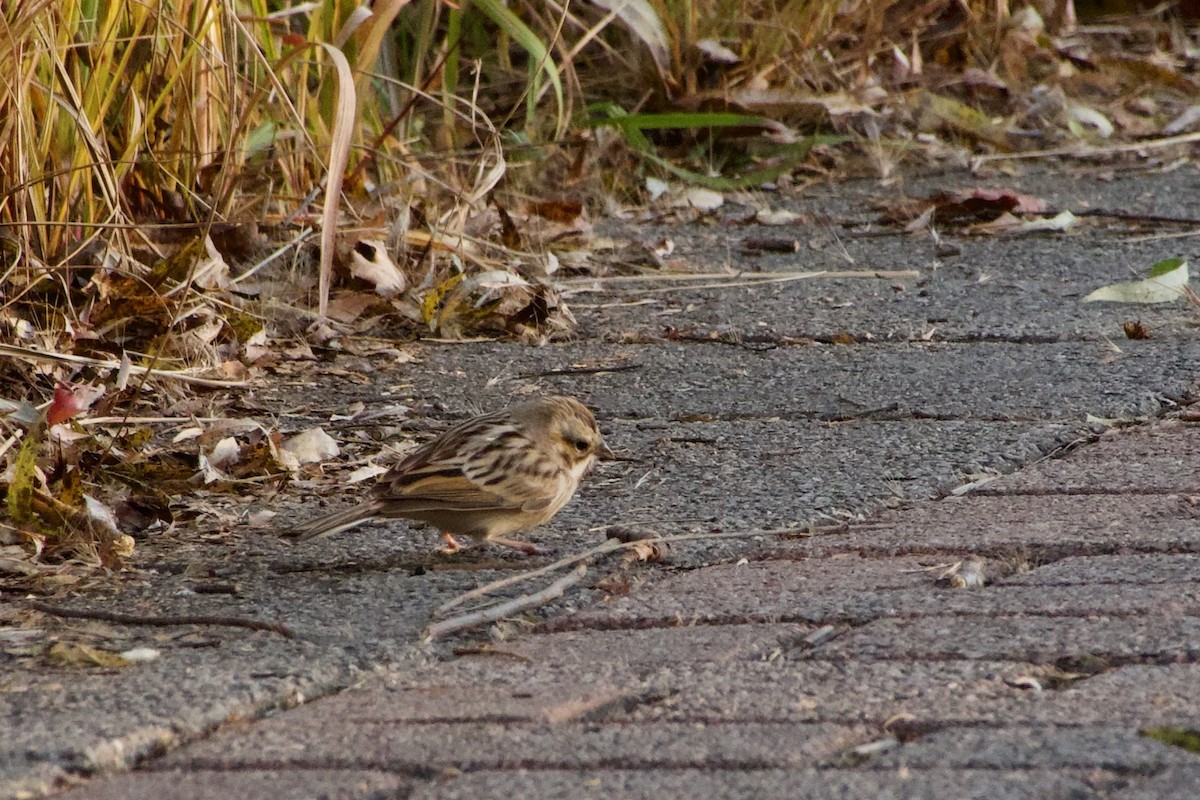 Bruant de Pallas - ML644471444