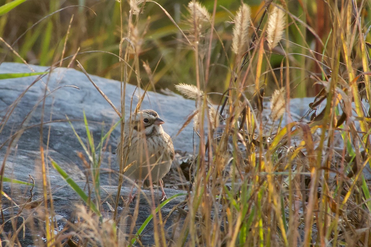 Bruant de Pallas - ML644471445