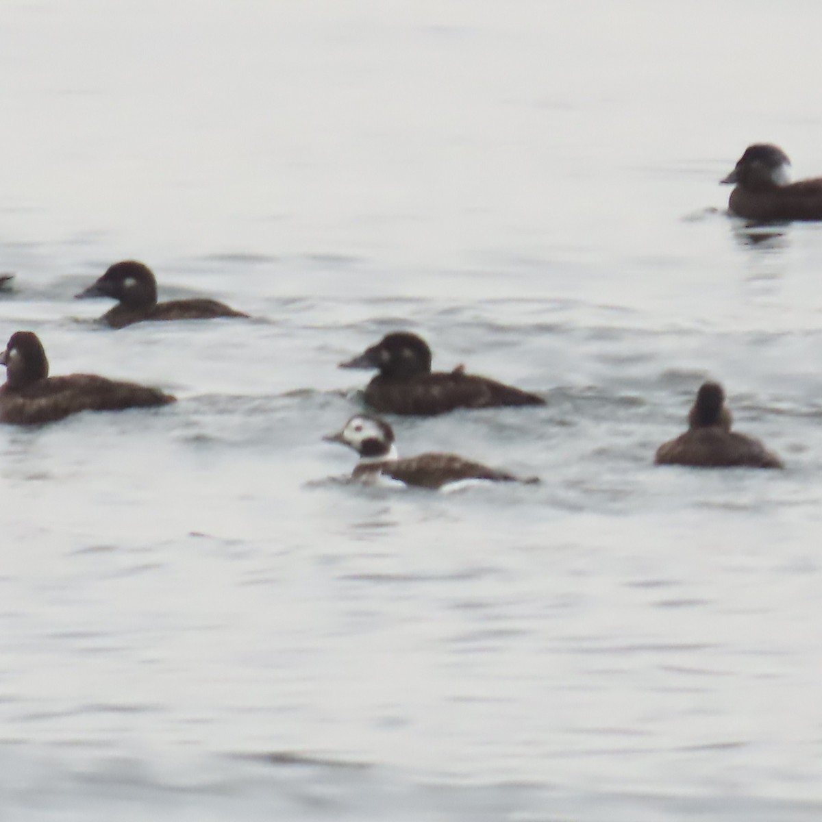 Long-tailed Duck - ML644471447
