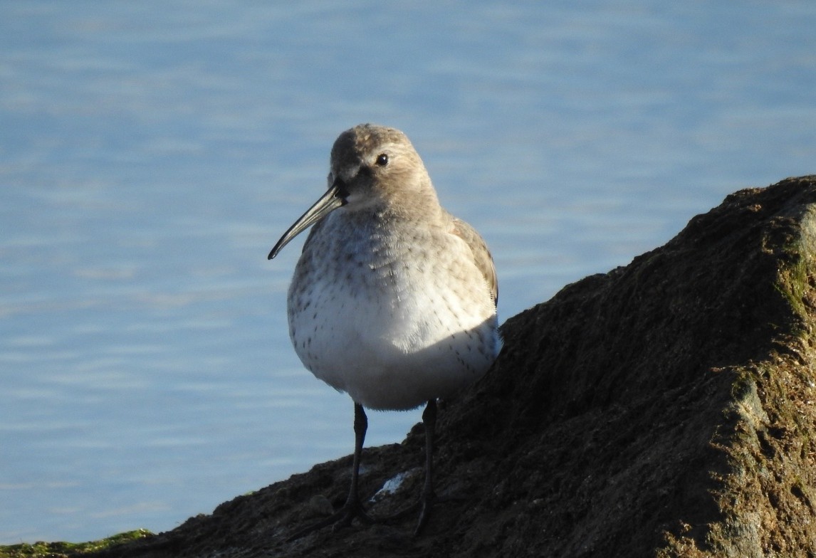 Чернозобик - ML644471478