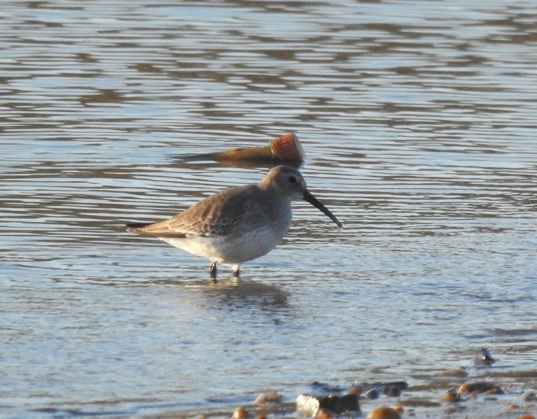 Чернозобик - ML644471479