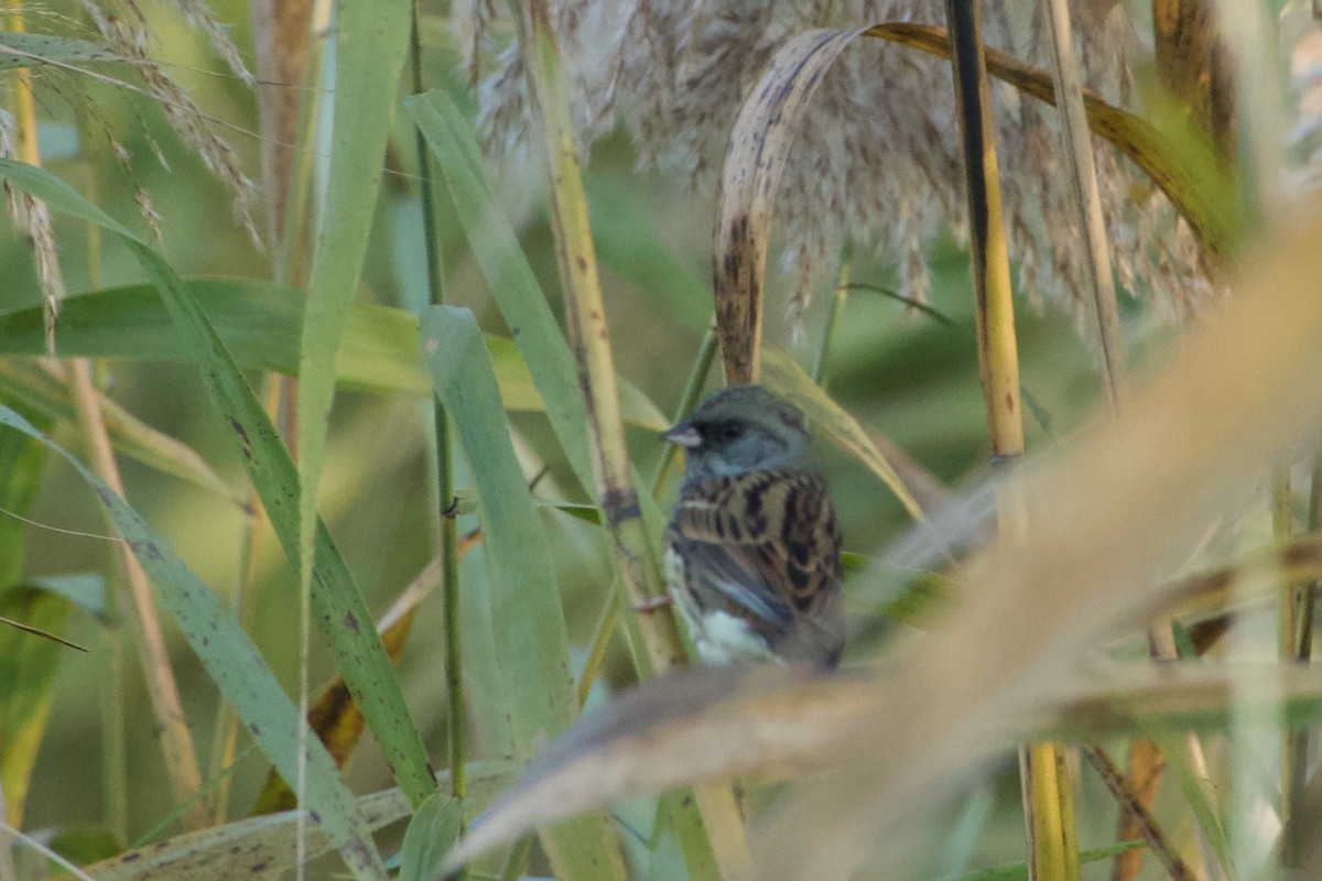 Black-faced Bunting - ML644471491
