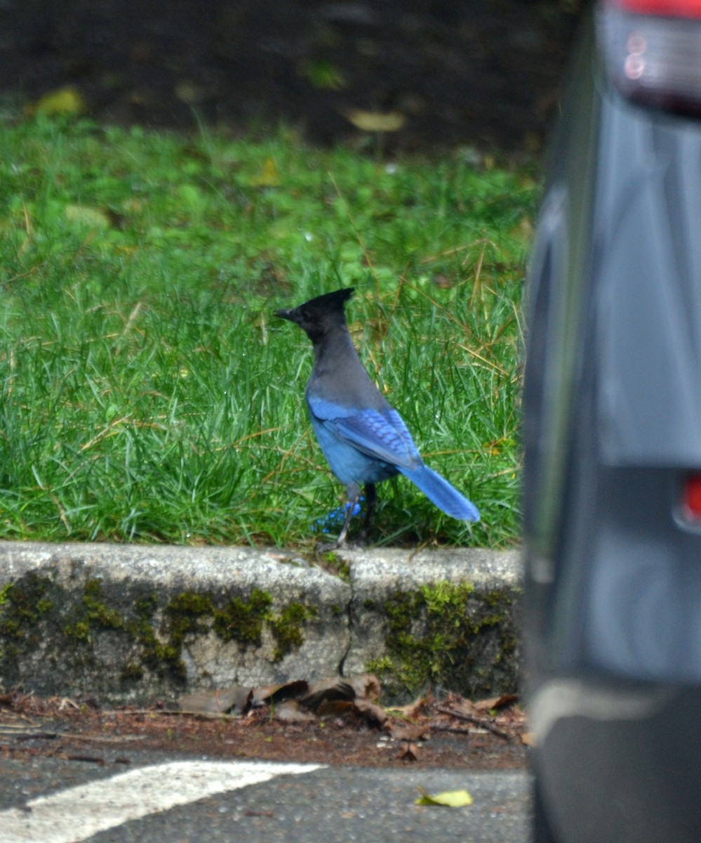 Steller's Jay - ML644471493