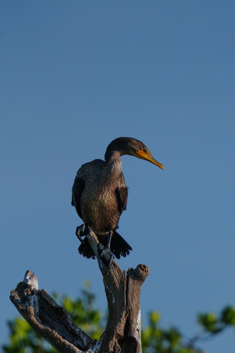 Double-crested Cormorant - ML644471498