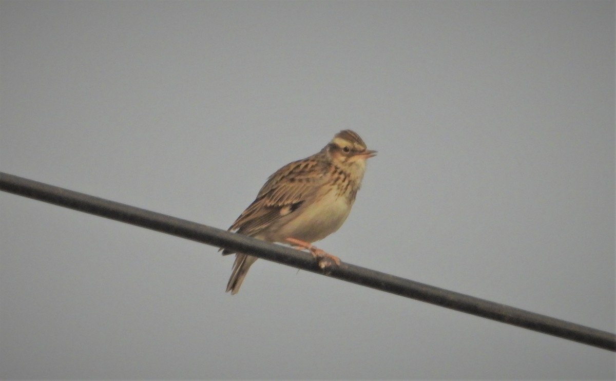 Wood Lark - ML644471509