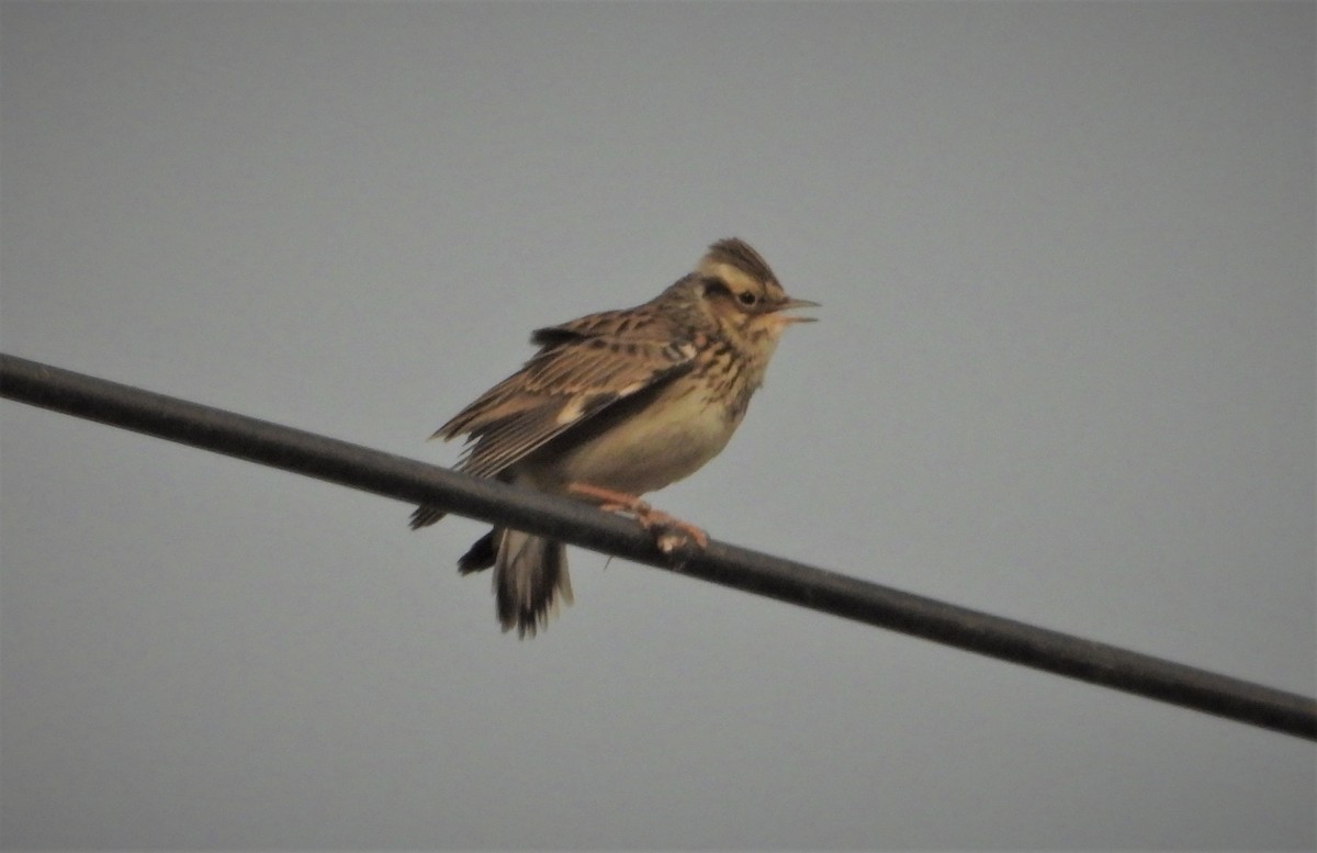 Wood Lark - ML644471510