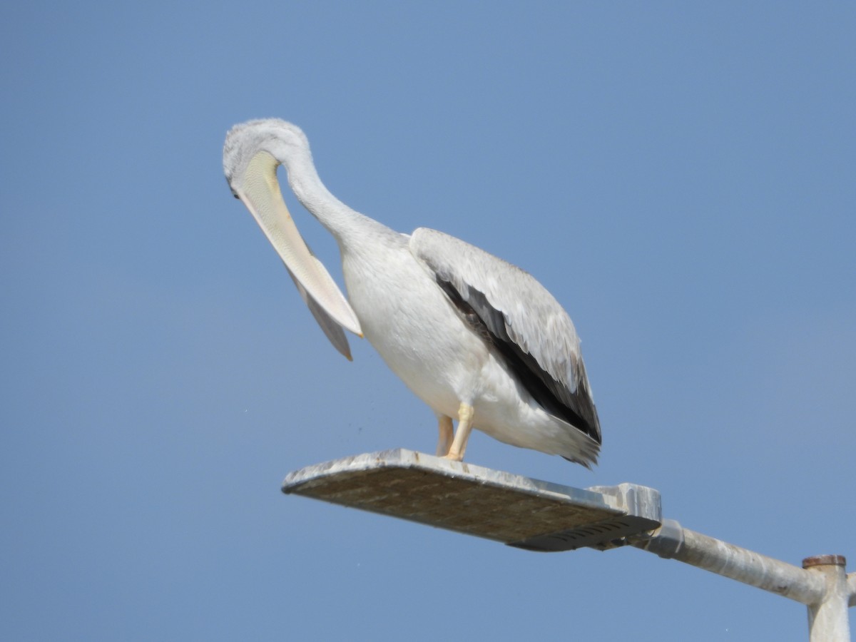 Pélican gris - ML644471511