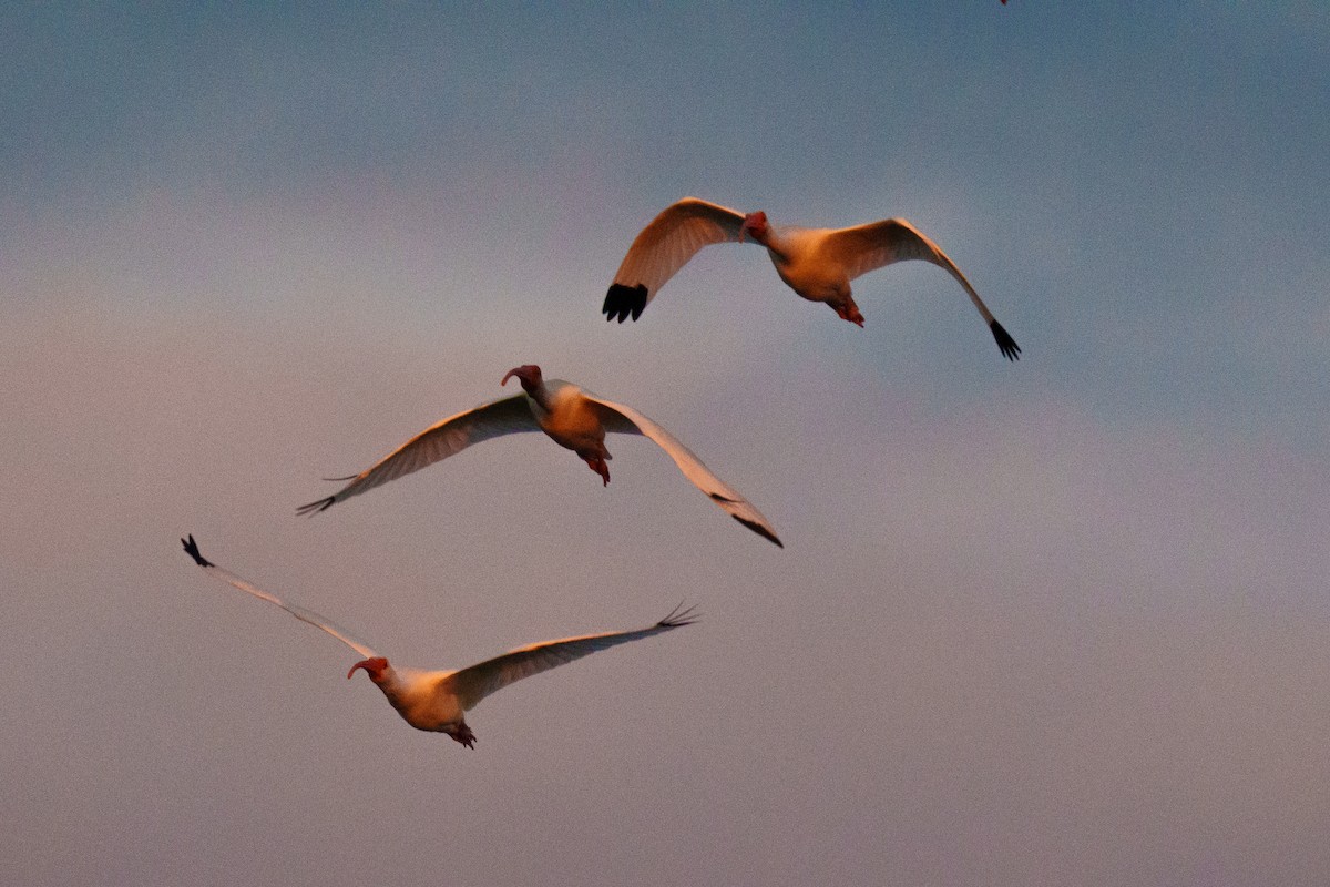 White Ibis - ML644471521