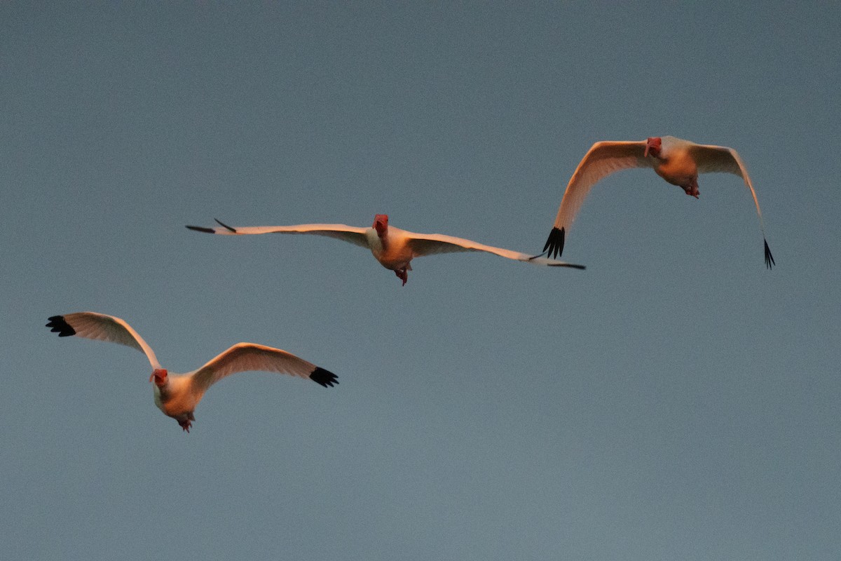 White Ibis - ML644471523