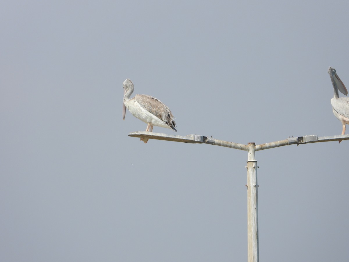 Pélican gris - ML644471529