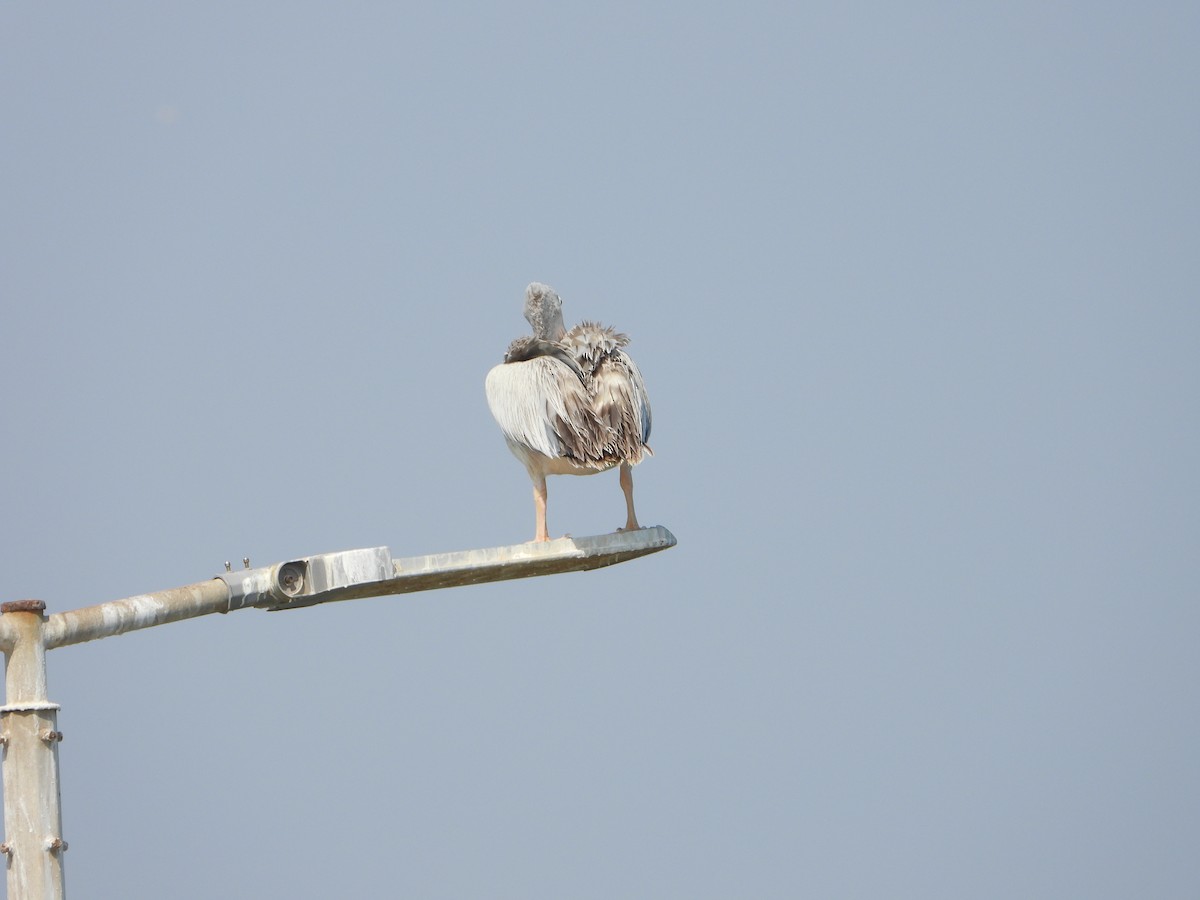 Pélican gris - ML644471530