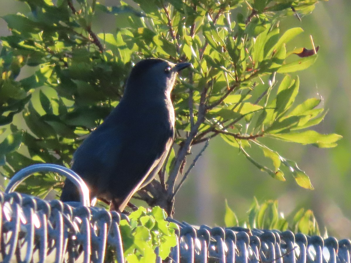 Gray Catbird - ML644471541