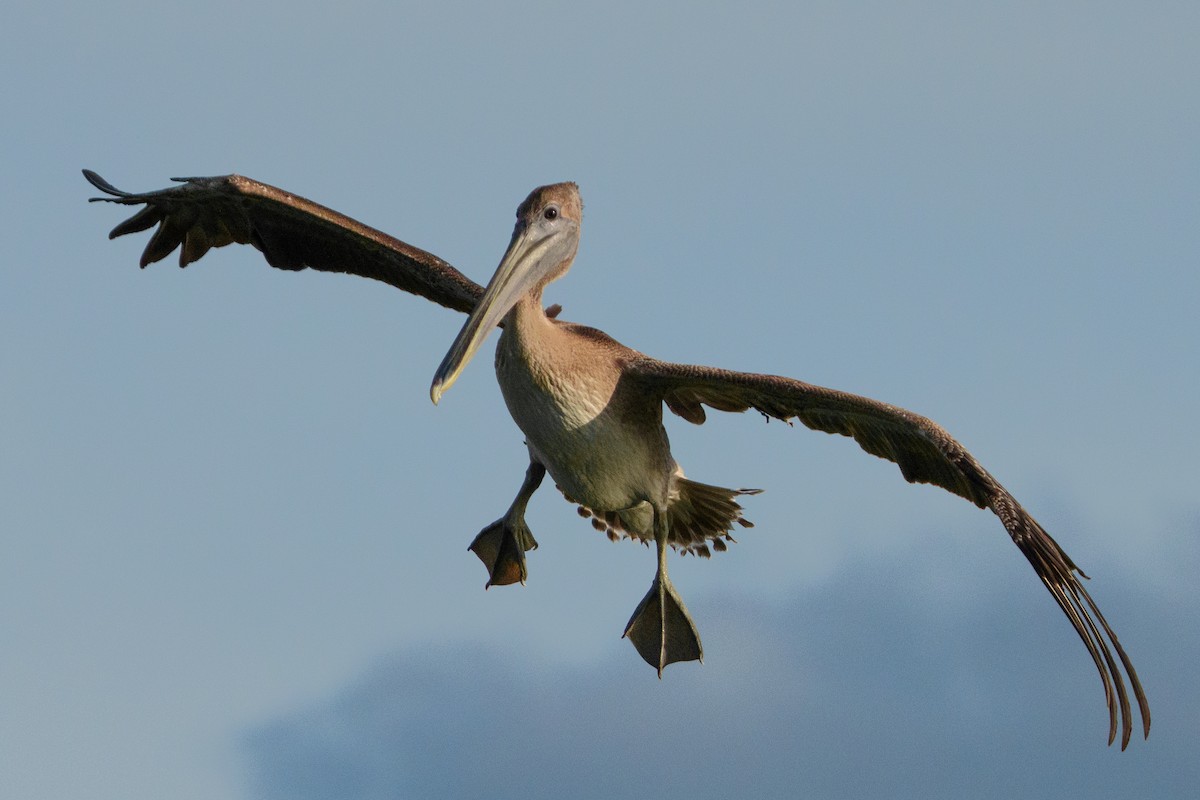 Brown Pelican - ML644471545
