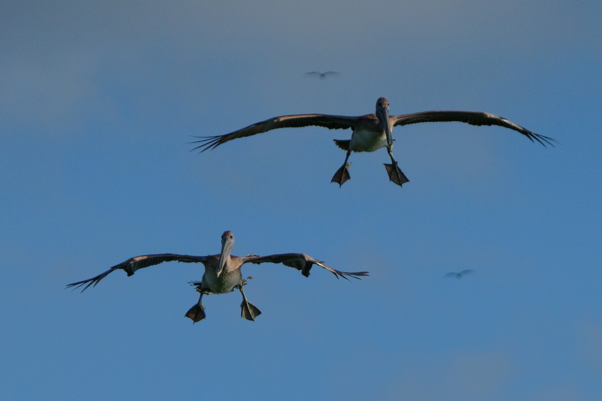 Brown Pelican - ML644471546