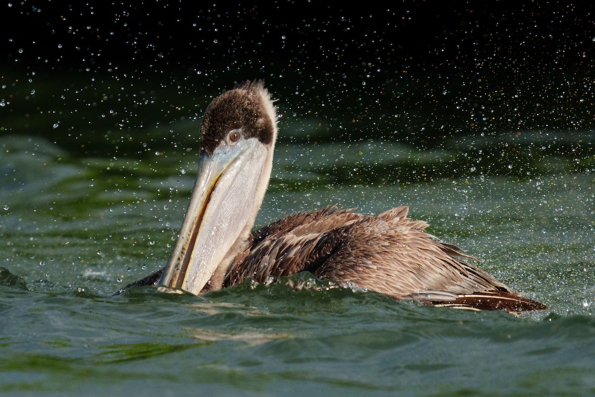 Brown Pelican - ML644471547