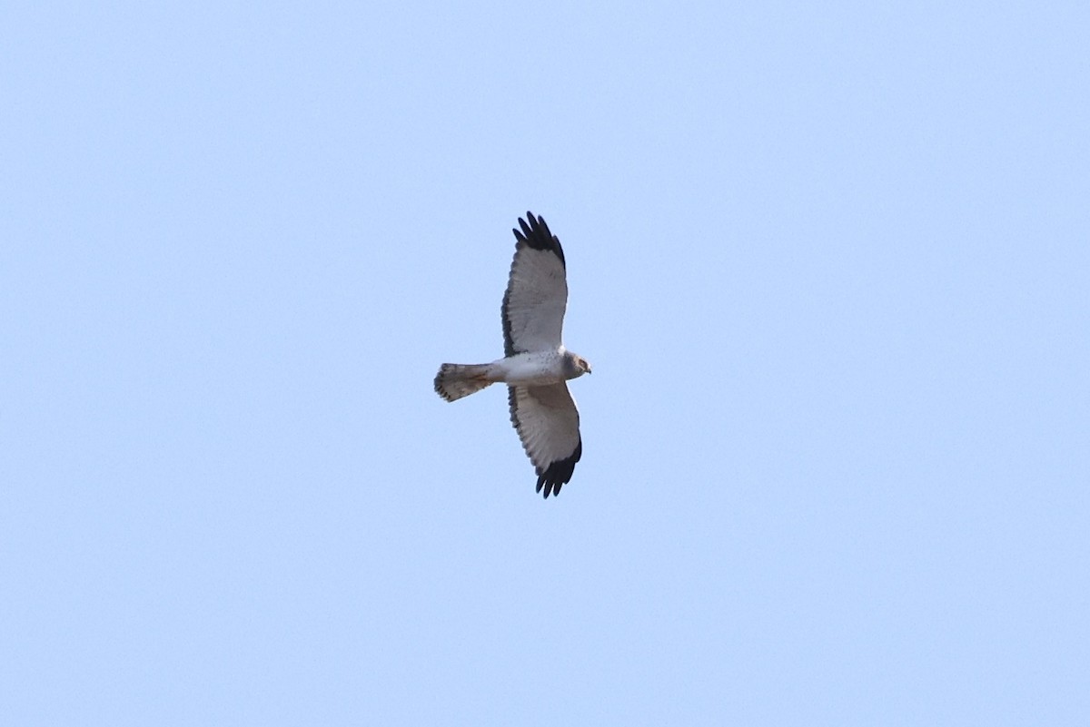 Busard des marais - ML644471549